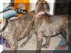 Great Dane Puppies , Great Danes for Sale , Great Dane Breeders